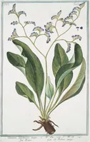 An illustration from Hortus Romanus plantaru (1772)