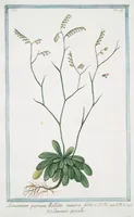 An illustration from Hortus Romanus plantaru (1772)