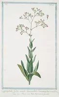 Picture 553 of 713 from Hortus Romanus plantaru (1772), leaf 553