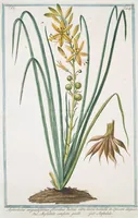 An illustration from Hortus Romanus plantaru (1772)