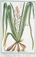 An illustration from Hortus Romanus plantaru (1772)