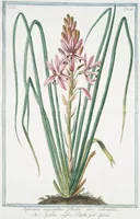 An illustration from Hortus Romanus plantaru (1772)