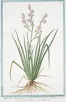 An illustration from Hortus Romanus plantaru (1772)