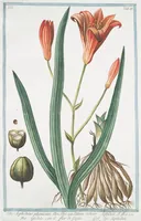 An illustration from Hortus Romanus plantaru (1772)