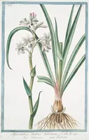 An illustration from Hortus Romanus plantaru (1772)