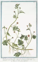 Picture 56 of 713 from Hortus Romanus plantaru (1772), leaf 56