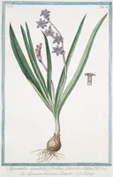 An illustration from Hortus Romanus plantaru (1772)