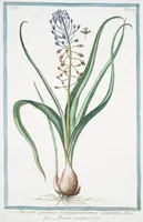 An illustration from Hortus Romanus plantaru (1772)