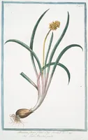 An illustration from Hortus Romanus plantaru (1772)