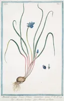 An illustration from Hortus Romanus plantaru (1772)