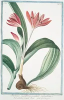 An illustration from Hortus Romanus plantaru (1772)