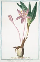 An illustration from Hortus Romanus plantaru (1772)