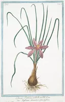 An illustration from Hortus Romanus plantaru (1772)