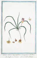 An illustration from Hortus Romanus plantaru (1772)