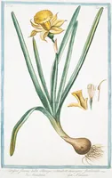 An illustration from Hortus Romanus plantaru (1772)