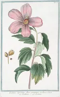 Picture 57 of 713 from Hortus Romanus plantaru (1772), leaf 57