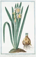 An illustration from Hortus Romanus plantaru (1772)