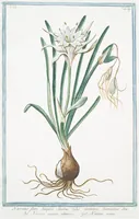 An illustration from Hortus Romanus plantaru (1772)