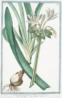 An illustration from Hortus Romanus plantaru (1772)