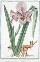 An illustration from Hortus Romanus plantaru (1772)