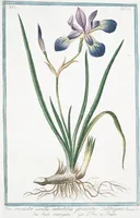 An illustration from Hortus Romanus plantaru (1772)