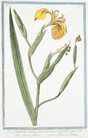 An illustration from Hortus Romanus plantaru (1772)