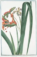 An illustration from Hortus Romanus plantaru (1772)