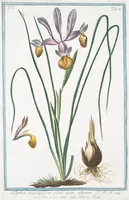 An illustration from Hortus Romanus plantaru (1772)