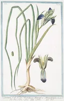 An illustration from Hortus Romanus plantaru (1772)