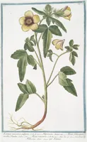 An illustration from Hortus Romanus plantaru (1772)