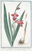 An illustration from Hortus Romanus plantaru (1772)