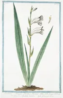 An illustration from Hortus Romanus plantaru (1772)