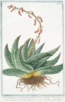 Picture 584 of 713 from Hortus Romanus plantaru (1772), leaf 584