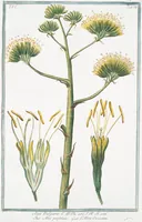 An illustration from Hortus Romanus plantaru (1772)