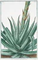 An illustration from Hortus Romanus plantaru (1772)