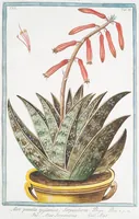 Picture 588 of 713 from Hortus Romanus plantaru (1772), leaf 588