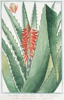 An illustration from Hortus Romanus plantaru (1772)