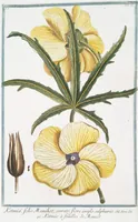 Picture 59 of 713 from Hortus Romanus plantaru (1772), leaf 59