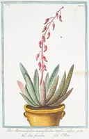 Picture 590 of 713 from Hortus Romanus plantaru (1772), leaf 590