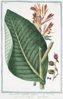An illustration from Hortus Romanus plantaru (1772)