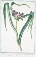 An illustration from Hortus Romanus plantaru (1772)