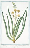 An illustration from Hortus Romanus plantaru (1772)