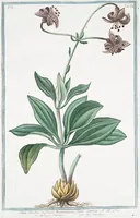 An illustration from Hortus Romanus plantaru (1772)