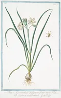 An illustration from Hortus Romanus plantaru (1772)