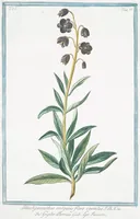 An illustration from Hortus Romanus plantaru (1772)