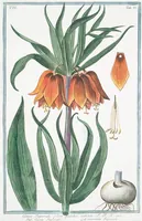 Picture 599 of 713 from Hortus Romanus plantaru (1772), leaf 599