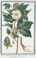 Picture 60 of 713 from Hortus Romanus plantaru (1772), leaf 60