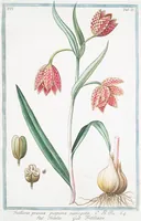 An illustration from Hortus Romanus plantaru (1772)