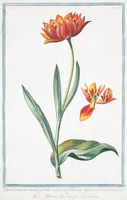 An illustration from Hortus Romanus plantaru (1772)