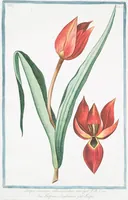 An illustration from Hortus Romanus plantaru (1772)